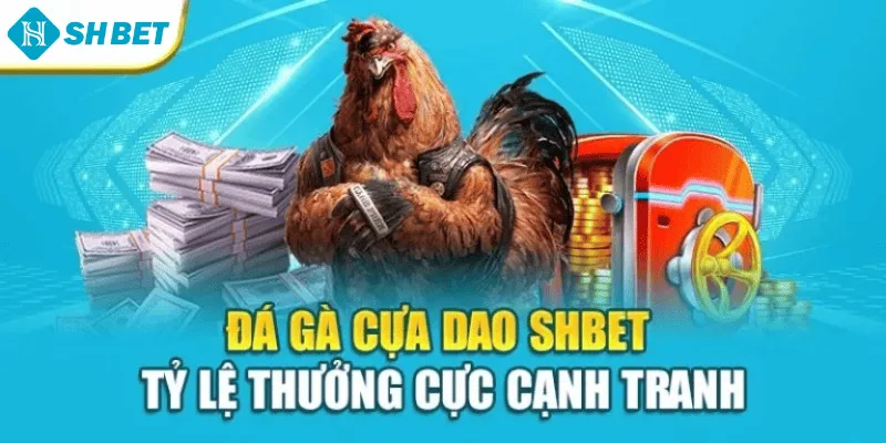 Đá gà cựa dao SHBET tỷ lệ thưởng cực cạnh tranh